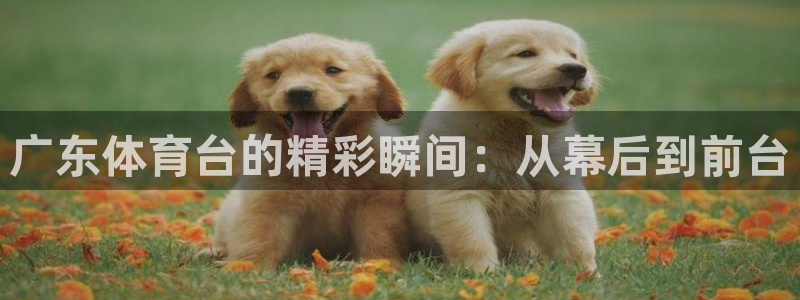 广东体育台的精彩瞬间：从幕后到前台